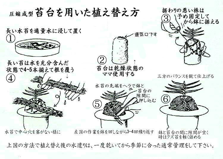 富貴蘭植え込み基材変転の歴史